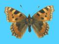 Aglias urticae ab. luteomarginata X-X-1911 Oban, Scotland (Internet Image property of respective owner, non-commercial use only)